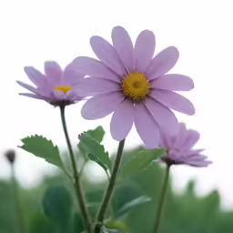 two purple flowers that are growing next to each other