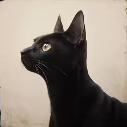 a black cat has yellow eyes looking away