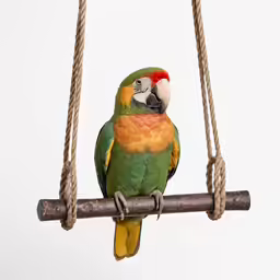 a bird sitting on a limb in a rope enclosure