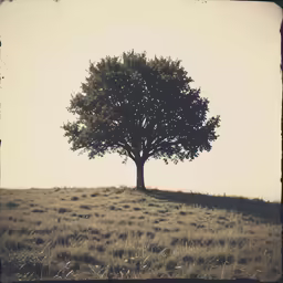 a lone tree sitting in the middle of a grassy field