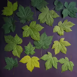 a group of leaf shaped images on a purple surface