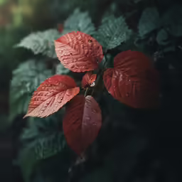 a small branch with green leaves and red flowers in the background