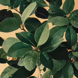 a green plant with lots of leaves on it