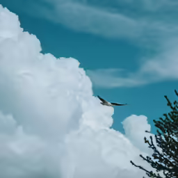 a bird flying through the clouds with a tree in front