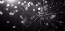 black and white photograph with raindrops on it