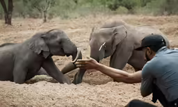 two elephants fighting in the dirt and a man is looking at them