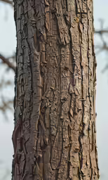 the trunk and bark of a tree on a clear day