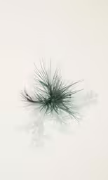 a plant in the middle of a body of water