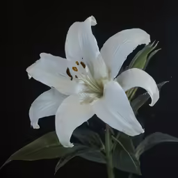 white flower on a stem in front of black background