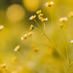 some small yellow flowers are on the stems