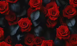 a pile of red roses with dark green leaves