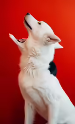 an adorable little dog looking up with a red background