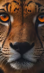 close up image of eyes and face of a cheetah