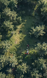 two people walking through a green forest near tall trees
