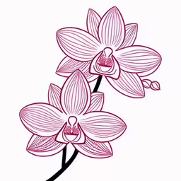 two pink flowers on white with black outline,the red flowers are on top of each other,two flowers drawn with pencil on paper,an image of two orchids painted in red,the outline of an orchid with flowers is shown