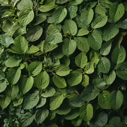 many green plants are lined up against the wall