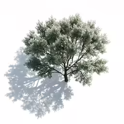 a tree with a shadow on the ground
