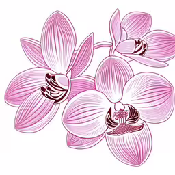 an image of beautiful purple orchids set,three purple orchids are next to each other,a bouquet of pink orchids in ink drawn by hand,three orchids that are purple, some pink and white,an illustration of three pink orchids on a white background