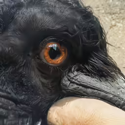 the head of a bird with orange eyes