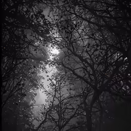 foggy woods are silhouetted against the sun during winter