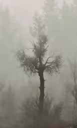 trees, in the mist and in the distance is a deer with antlers on its back