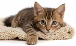 the kitten is laying down on the blanket