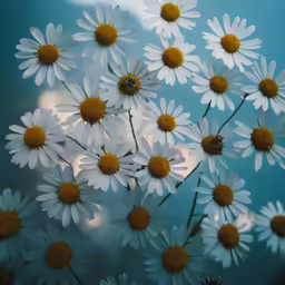 some white daisies are blooming in the sunlight
