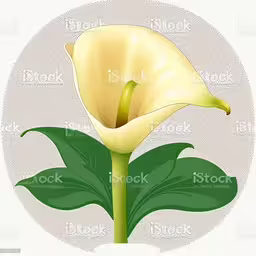 the flower is a big white lily royalty