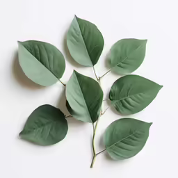 a group of leaves laying on top of each other