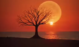 there is a tree and the sun in a red sky