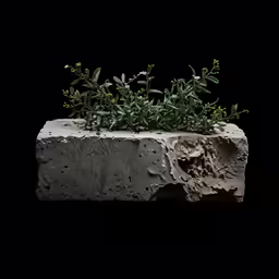 small grey stone with sprouts of green growing out of it