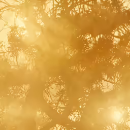 a very blurry picture of some kind of tree