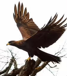 a bird sitting on a branch of a tree with its wings spread wide