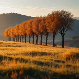 an orange tree line against the backdrop of mountains