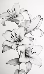 a drawing of three flowers that are on a white surface
