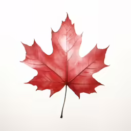 a red maple leaf in full color with a white background