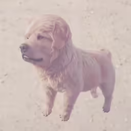 a dog standing on the ground, looking straight ahead
