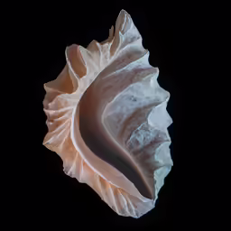 a close - up of a shell on black background
