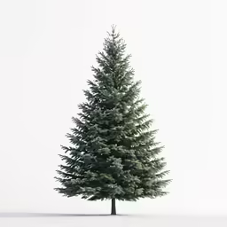an evergreen tree is standing alone on a plain