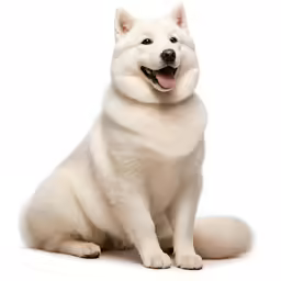 an adult white dog sits in front of a white background