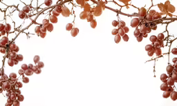 red berries hang from a branch of an apricot tree