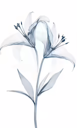 a flower that is on top of a white background