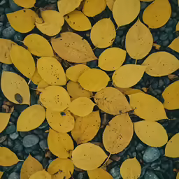 several different types of leaves on a rocky ground