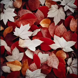 leaves are all over the ground and have white and red leaves