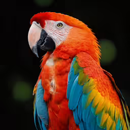 a colorful parrot sits with his feathers spread out