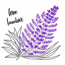 an illustration with the name of lavender on it,a purple flower that is on a white surface,a drawing of purple flowers and leaves,a purple flower on a white background,purple flowers with leaves drawn in ink