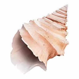 a sea shell has been sliced into six pieces