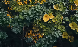 a tree covered in lots of yellow flowers