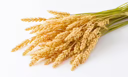 two stalks of oats laying on top of each other