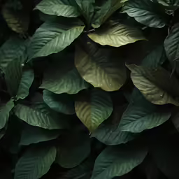 a close up of leaves on the side of a tree